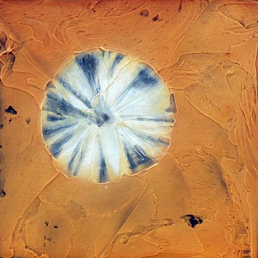 Fossil_34