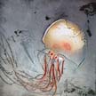 Fossil_29