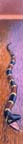 coral_snake